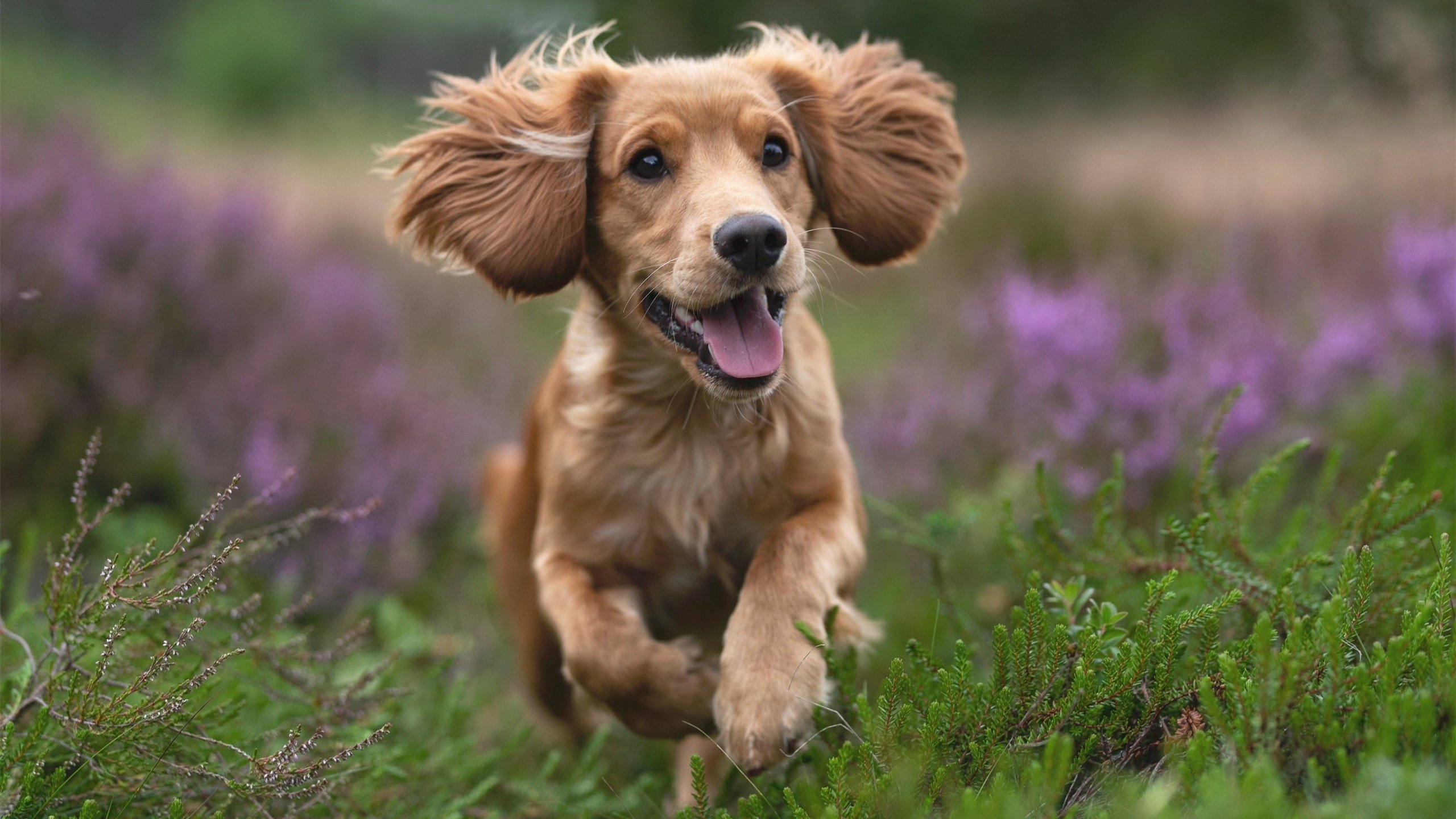 爱游戏电竞官网入口-NBA年度盛典：奖项争夺、盛大颁奖引人期待，nba 颁奖典礼